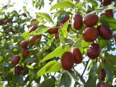 全国名特优新农产品公布清涧小米苹果红枣榜上有名