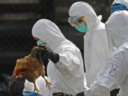 中国团队研究指新H5N1禽流感病毒 源自欧洲传至亚洲