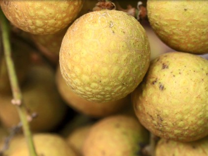 龙眼与荔枝杂交 华南农业大学推出新水果「脆蜜」