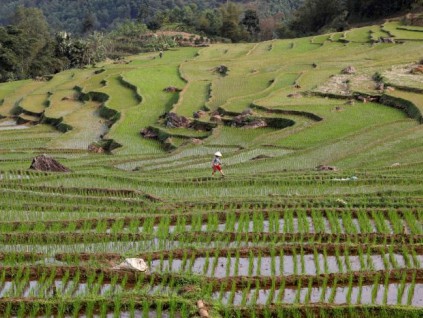 两国占全球总出口量约26％ 泰越拟联手提高米价增加稻农收入
