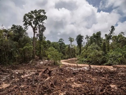 全球因采矿砍伐热带森林 过去20年过半发生在印尼