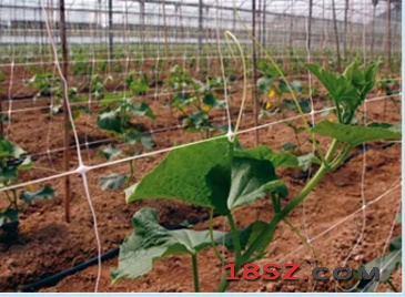 Vegetable support netting