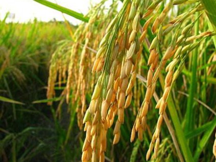 气候变化影响大米产量 世界各地寻找种植新法