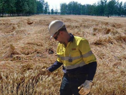 中国明起取消澳洲大麦反倾销税和反补贴税 该项条例本为25年到期