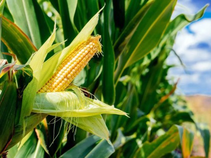 研究发现：玉米可以培养土壤微生物 小麦将可小幅增产