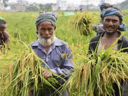 全球米价已近12年新高 印度对蒸谷米征20%出口税