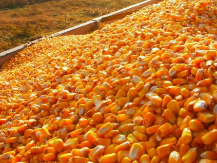 巴西超越美国 成为世界最大玉米出口国 占全球近三分之一