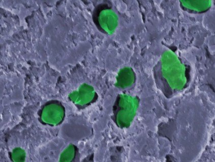 「真绿色配方」掺蓝绿菌涂料 可产生氧气捕获二氧化碳