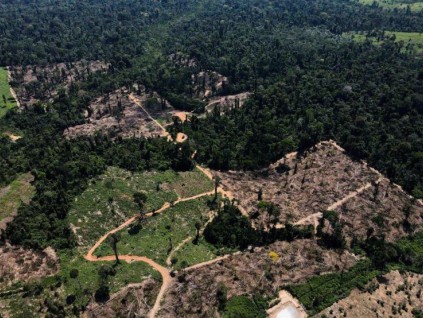 报告：全球森林流失增加 2030年前恐无法停止滥伐