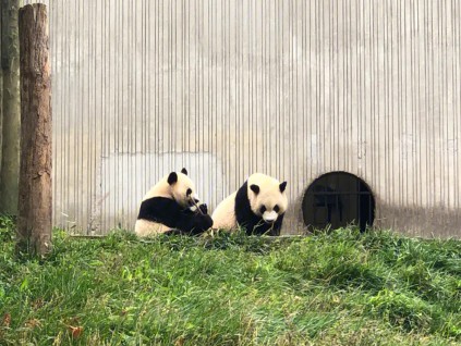 中国将与美奥西三国开展新一轮大熊猫保护合作研究