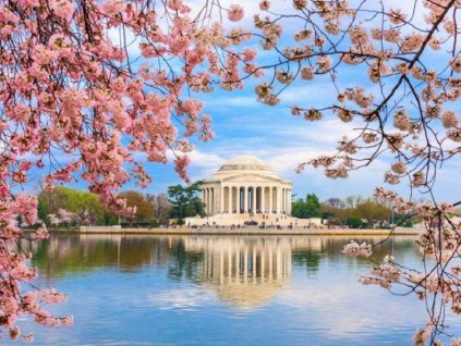 日本将赠250棵樱花树 作为美国独立250周年礼物
