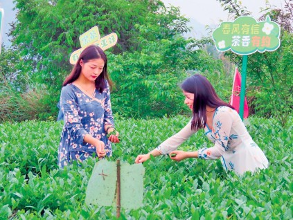 中国茶叶产量居世界第一 国际市场知名度低内销占九成