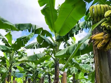 美国科学家可能找到办法 避免物美价廉的香蕉灭绝