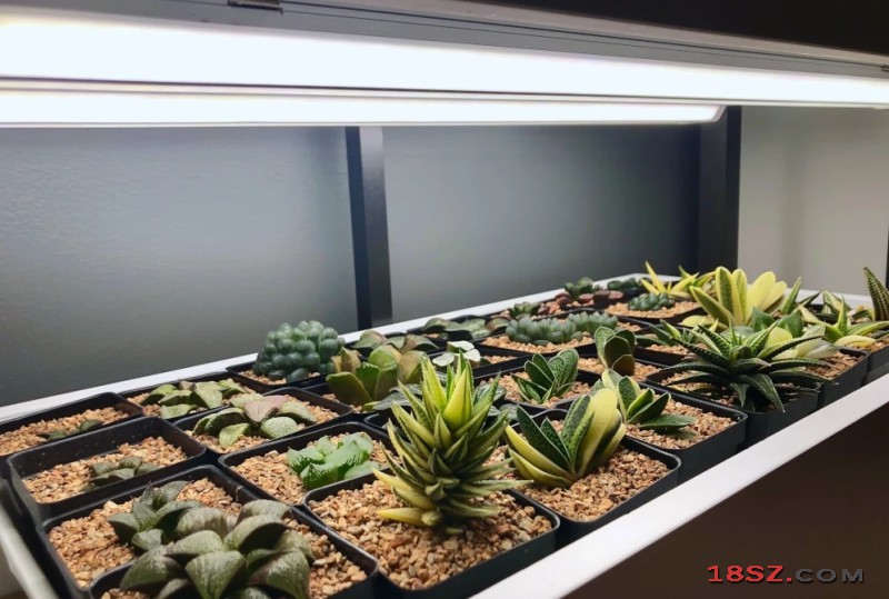 18SZ图片处理