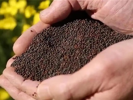 商务部延长对加拿大油菜籽反倾销调查半年
