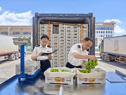 水果出口亮眼！中国蜜柚、葡萄跨海登新西兰与全球市场