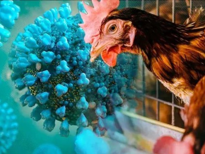 法国研究：若禽流感变异人传人 或比新冠更严重