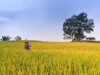 越南7万吨大米获得低碳排认证！成为全球首个大规模出口国家