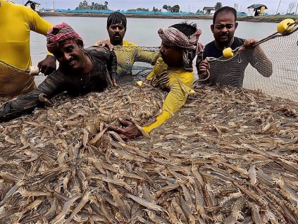 关税重创虾业 失去美国市场 印度经济爆发崩溃危机