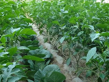 霍尔木兹海峡引爆肥料价格飙升 多国农业与粮食安全受影响