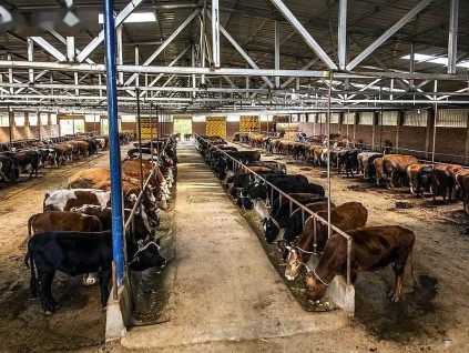 海关总署核准后再撤销数百家美牛肉加工厂输华资质