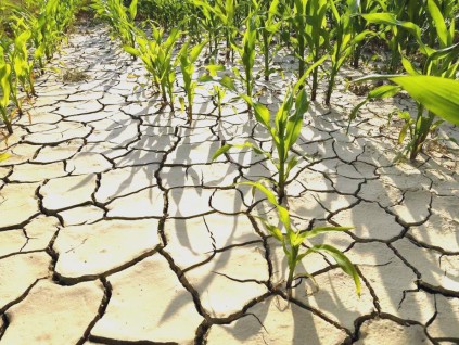 联合国：强厄尔尼诺威胁农业恐令4900万人陷粮食危机